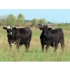 Image 1 : Tanner Grose & Robin Poole - 945# Sept/Oct Delivery Grass Steers - 65 Head (Moosomin, SK)