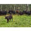 Image 13 : Vandenhoven Farms - 650# November Delivery Steer Calves - 95 Head (Rimbey, AB) VBP+