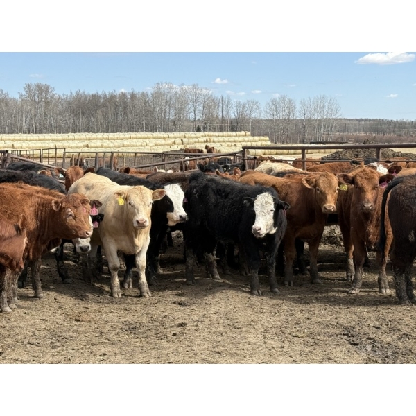 Jason Szymanek - 750# May Delivery Heifers - 70 Head (Stauffer, AB)