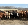 Image 1 : Jason Szymanek - 750# May Delivery Heifers - 70 Head (Stauffer, AB)