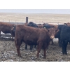Image 13 : Hawk Ranching - 970# March Delivery Steers - 65 Head (Parkland, AB)