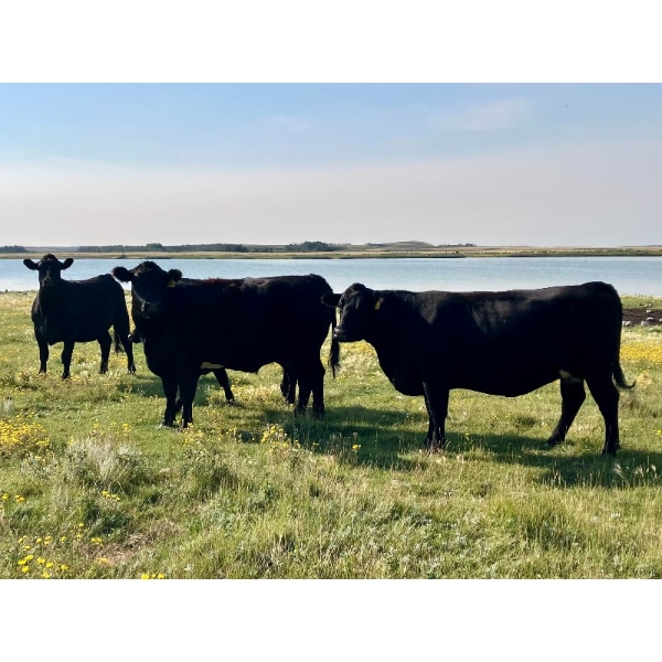 Kings Corner Farms - 40 Open Angus X Cows (Corning, SK)