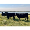 Image 1 : Kings Corner Farms - 40 Open Angus X Cows (Corning, SK)