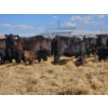 Image 9 : Rolling N Ranches (Nolan & Amanda Osadczuk) - 4 Black Heifer Pairs with Red Calves
