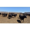Image 8 : Dusty Meadow Farms - 825# May Delivery Heifers - 215 Head (Fincastle, AB)