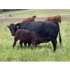 Image 3 : Phoenix Farms - 650# October Delivery Steer Calves - 90 Head (Bridesville, BC)