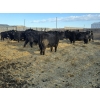 Image 2 : M.S. MacLean Livestock - 1500# Cows - 55 head (Coaldale, AB)
