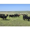Image 12 : Twin Bridges Ranch - 800# August Delivery Grass Heifers - 160 Head (Maple Creek, SK)