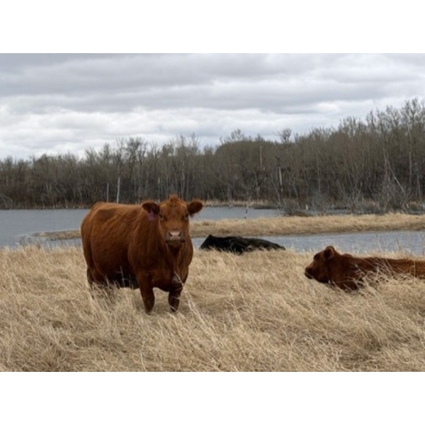 C & L Livestock - 29 Red Mature 3-Way Pairs (Edam, SK) VBP+