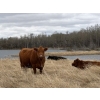 Image 1 : C & L Livestock - 29 Red Mature 3-Way Pairs (Edam, SK) VBP+