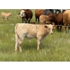 Image 10 : John Bland - 640# October Delivery Steer Calves - 60 Head (Strathmore, AB)