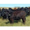 Image 7 : JT Cholin Farms - 825# September Delivery Grass Heifers - 75 Head (Biggar, SK)