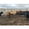 Image 9 : Cromer Cattle Company Inc. - 1000# September Delivery Heifers - 30 Head (Cromer, MB)