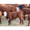 Image 12 : Twisted T Cattle Co. - 485# November Delivery Steer Calves - 110 Head (Carievale, SK)
