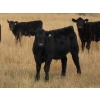 Image 3 : Susy Friesen - 575# October Delivery Steer Calves - 65 Head (Patricia, AB)