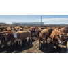 Image 4 : Amber Mountain Farms - 710# May Delivery Heifers - 80 Head (Vauxhall, AB)