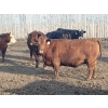Image 2 : Cunningham Cattle Co. - 1425# July Delivery Heiferettes - 35 Head (Sundre, AB)