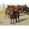 Image 4 : Resch Ranch - 980# March Delivery Steers - 126 Head (Leader, SK) VBP+