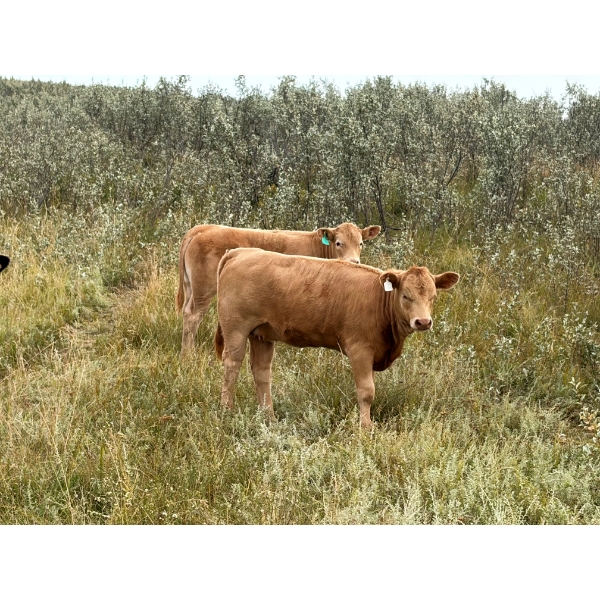 Circus Coulee Cattle (Robert & Jordy Hoff) - 525# November Heifer Calves - 95 Head (Dorothy, AB)