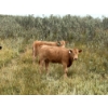 Image 1 : Circus Coulee Cattle (Robert & Jordy Hoff) - 525# November Heifer Calves - 95 Head (Dorothy, AB)