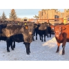 Image 6 : BN Ranch - 730# January Delivery Steers - 240 Head (Boyle, AB)