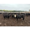 Image 4 : French's Farm - 1025# October Delivery Steers - 180 Head (Kelwood, MB)