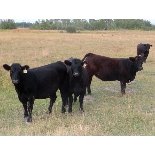 Gate Way Ranch - 1000# November Delivery Grass Heifers - 120 Head (Elkhorn, MB)