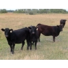 Image 1 : Gate Way Ranch - 1000# November Delivery Grass Heifers - 120 Head (Elkhorn, MB)