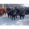 Image 2 : BN Ranch - 685# March Delivery Steers - 95 Head (Boyle, AB)