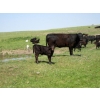 Image 4 : Circus Coulee Cattle - 530# Nov Delivery Heifer Calves - 100 Head (Dorothy, AB)