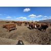 Image 10 : SVM Farms - 630# May Delivery Steers - 67 Head (Vauxhall, AB)