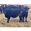 Image 4 : Luke & Jen Smith - 1025# June Delivery Steers - 116 Head (Rhein, SK)