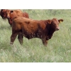 Image 15 : Wadella Ranch - 675# October Steer Calves - 180 Head (Kipling, SK)