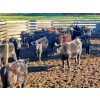 Image 2 : John Lindquist/Haynes Ranch - 610# November Delivery Steer Calves - 80 Head (Rock Creek, BC)