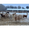 Image 6 : Box Anchor Farms - 930# March Delivery Heifers - 195 Head (Dewberry, AB)