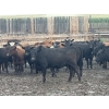Image 5 : Westview Feeders - 850# September Delivery Heifers - 150 Head (Monarch, AB)
