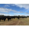 Image 3 : Johnson Livestock - 54 Black Angus Bred Heifers (Peebles, SK)
