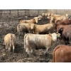 Image 6 : Lesher Lane Enterprises - 910# July Delivery Heifers - 204 Head (Lacombe, AB)