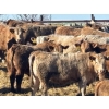 Image 2 : Elkwater Farming Co. - 950# March Delivery Steers - 135 Head (Irvine, AB)