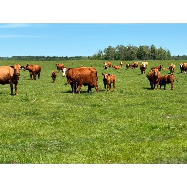 Chad Harden - 640# October Delivery Steer Calves - 95 Head (Pigeon Lake, AB)