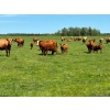 Image 1 : Chad Harden - 640# October Delivery Steer Calves - 95 Head (Pigeon Lake, AB)