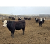 Image 5 : Bircham Ranch - 860# April/May Delivery Steers - 72 Head (Piapot, SK)