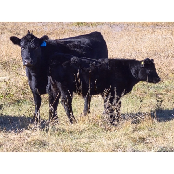 Carhills L & C/Greg Lausen - 530# November Delivery Steer Calves - 85 Head (Strathmore, AB)