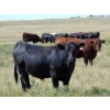 Image 2 : Riverbend Ranch - 1000# September Delivery Grass Steers - 238 Head (Coronation, AB)