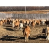 Image 6 : Reilly Lake Ranching - 900# March Delivery Weaned Heifers - 140 Head (Lloydminster, AB)