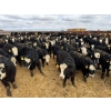 Image 5 : A&A Farms - 32 Black Blaze/Brockle Replacement Heifers (Coaldale, AB)