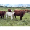 Image 7 : Leaning Arrow Ranch - 600# November Delivery Steer Calves - 95 Head (Dewberry, AB)