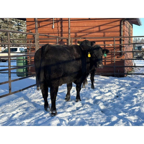 Crooked Creek Ranch - 2 Mature Cows (Pen 413) *Later Calving*