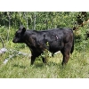 Image 7 : Owen Salisbury - 550# October Delivery Steer Calves - 50 Head (Norquay, SK)