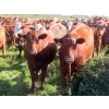 Image 11 : Moose Creek Red Angus Ltd. - 995# October Delivery Grass Heifers - 440 Head (Kisbey, SK)